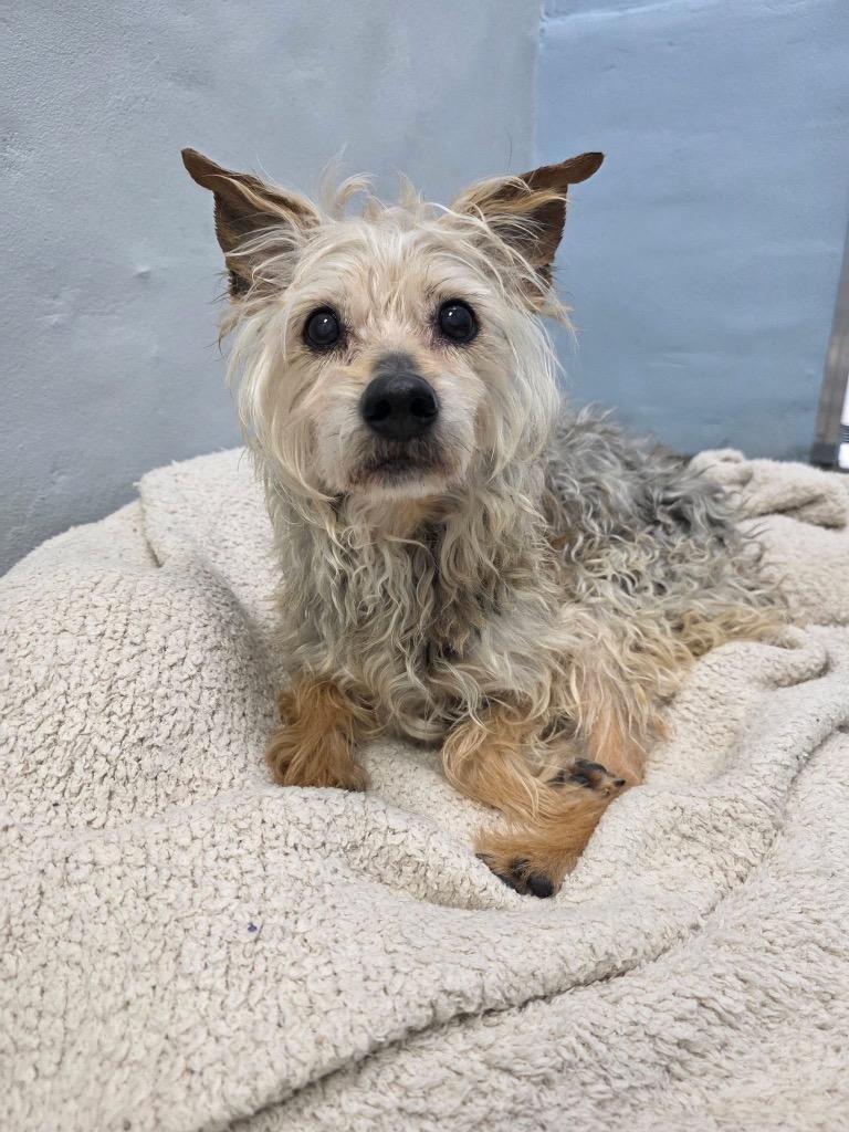 Chloe, Adoptable, Senior Female Terrier.
