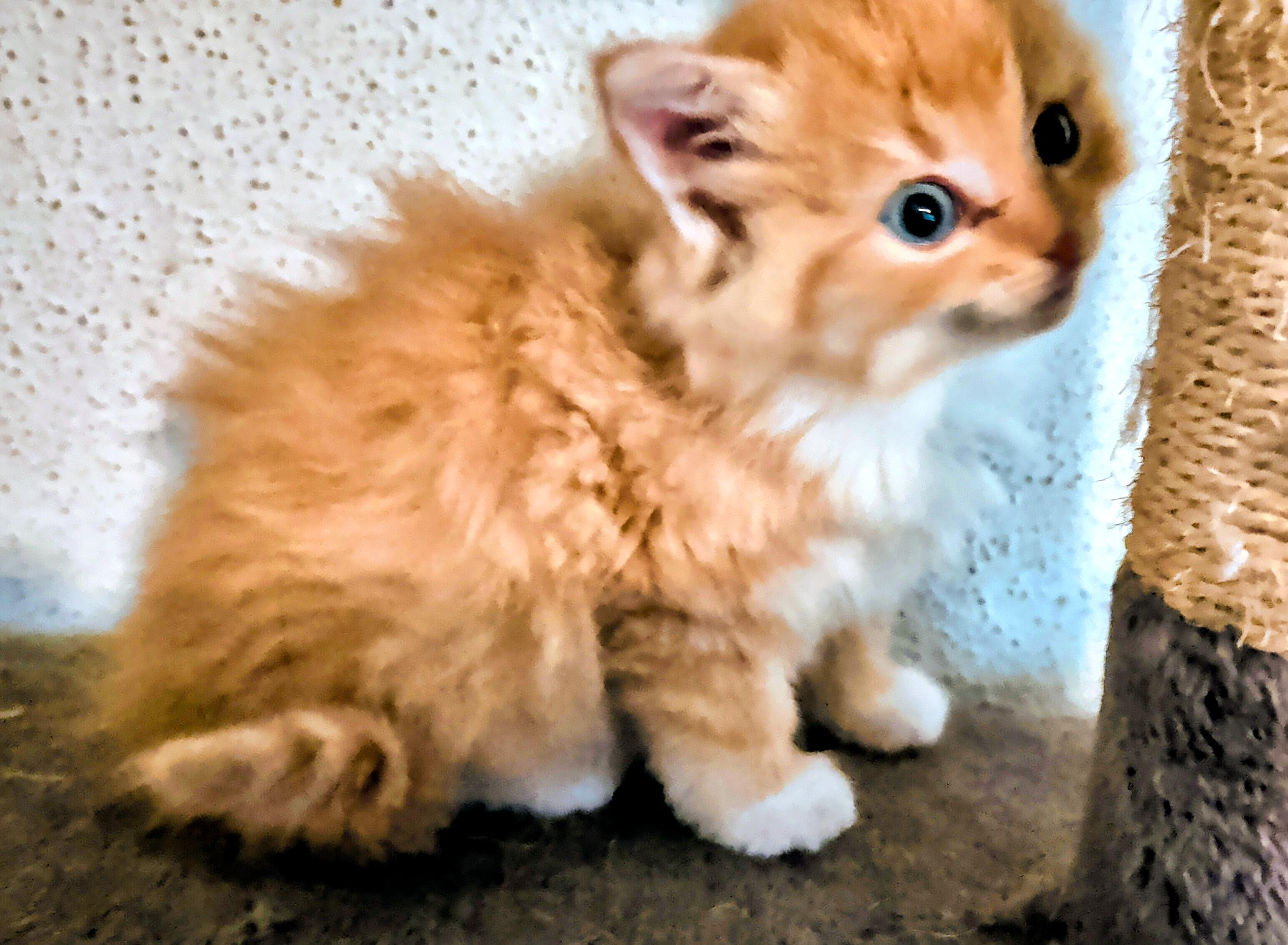 Enlarge Lark, a Adoptable Domestic Long Hair in Brainerd, MN image 1/3