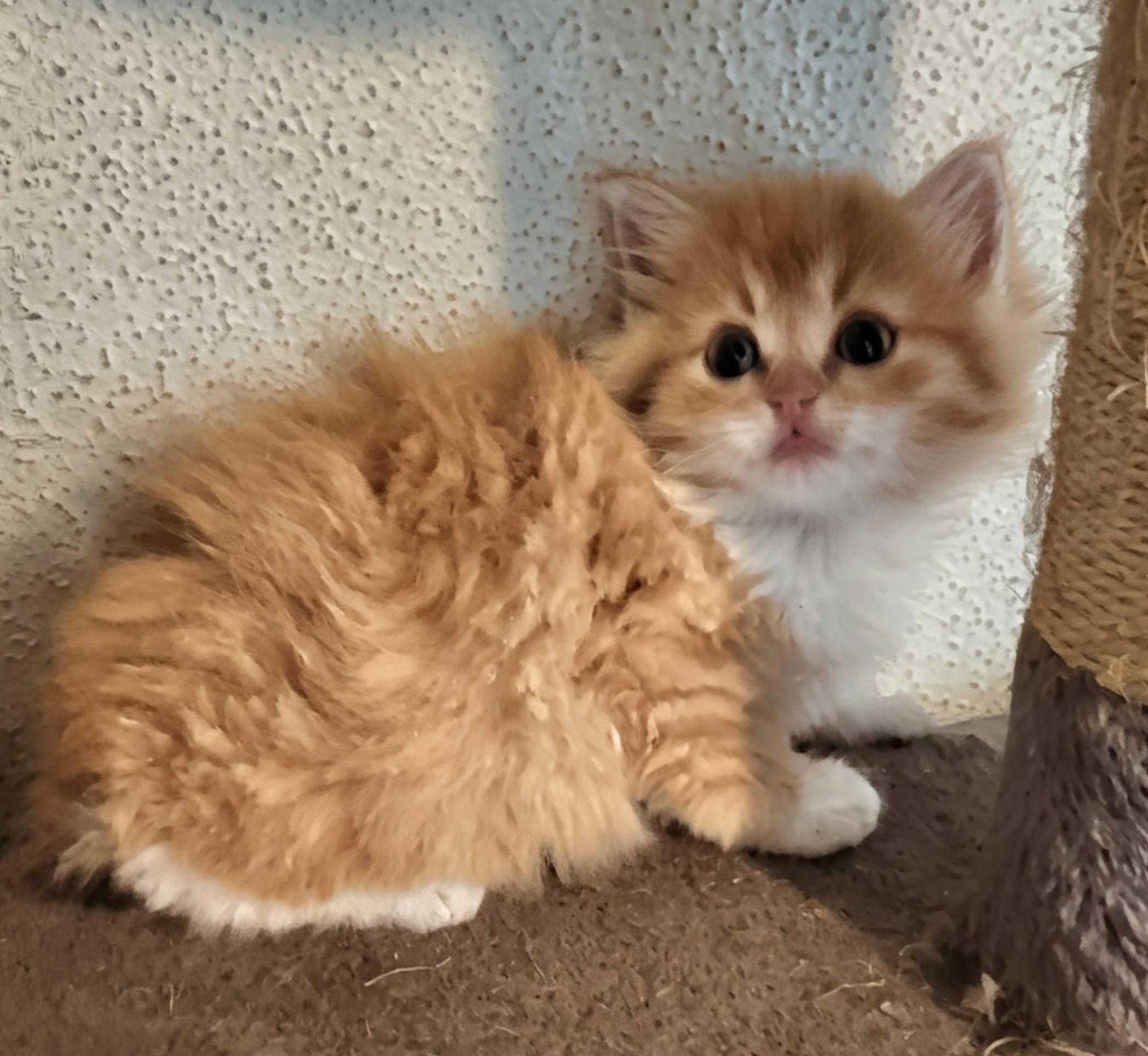 Enlarge Lark, a Adoptable Domestic Long Hair in Brainerd, MN image 3/3