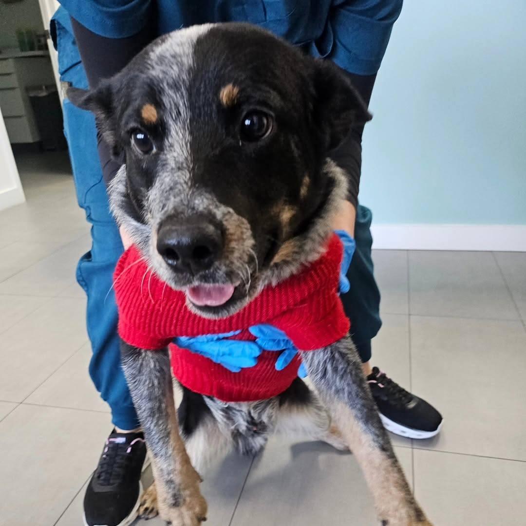 Enlarge Olaf - FOSTER OR FOSTER TO ADOPT!!, a ADOPTABLE mixed breed in Miami, FL image 1/3