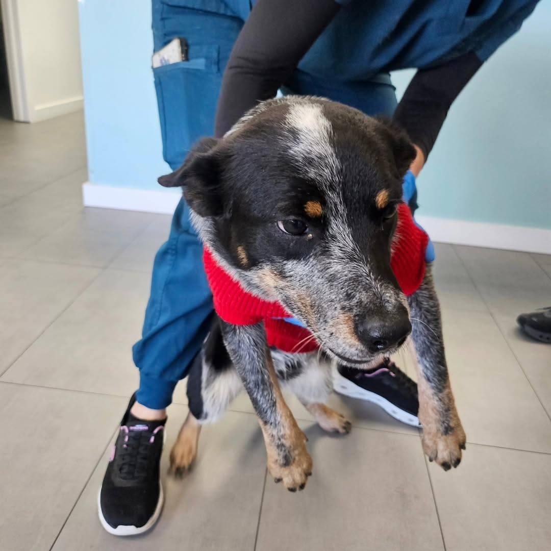 Enlarge Olaf - FOSTER OR FOSTER TO ADOPT!!, a ADOPTABLE mixed breed in Miami, FL image 2/3