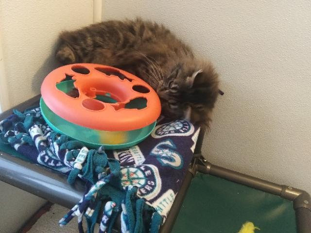 Enlarge Dean, an adopted mixed breed in Libby, MT image 3/5