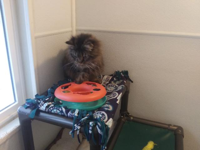 Enlarge Dean, an adopted mixed breed in Libby, MT image 5/5