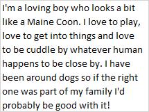 Enlarge Dean, an adopted mixed breed in Libby, MT image 2/5