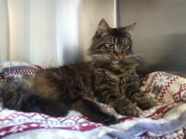 Enlarge Dean, an adopted mixed breed in Libby, MT image 4/5