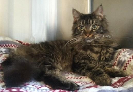 Enlarge Dean, an adopted mixed breed in Libby, MT image 1/5