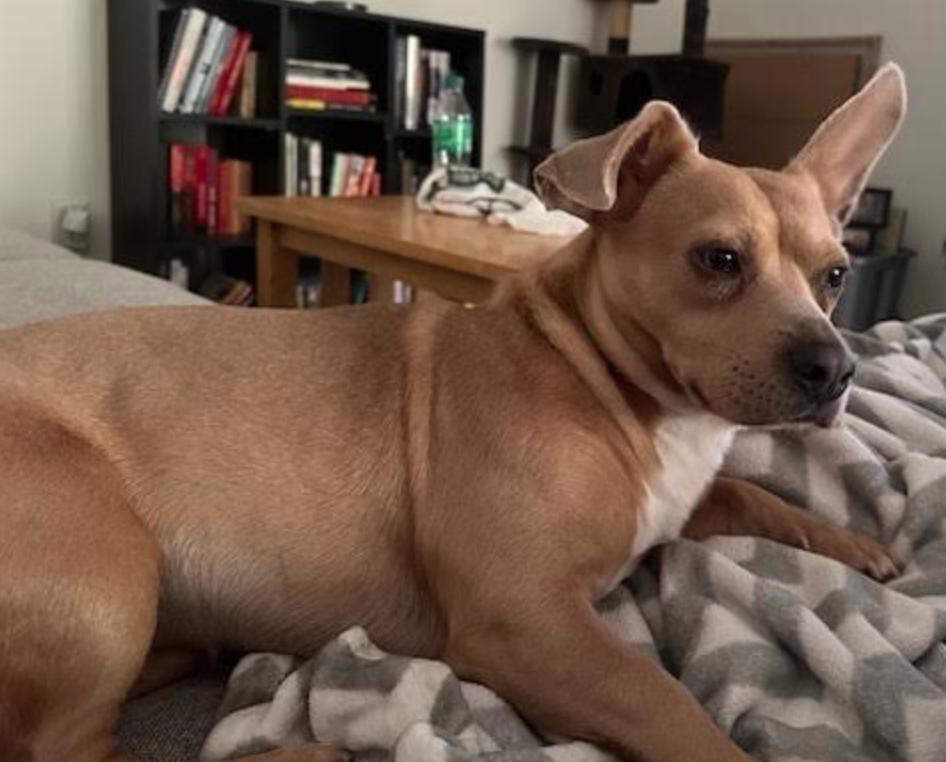 Goldie, Adoptable, Adult Female Dachshund & Terrier.