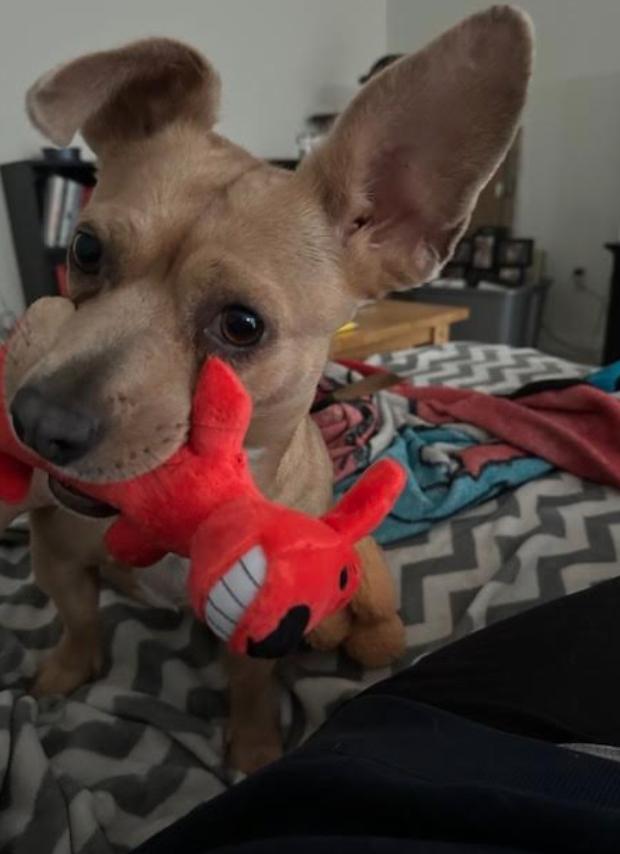 Enlarge Goldie, a Adoptable mixed breed in Osteen, FL image 2/3