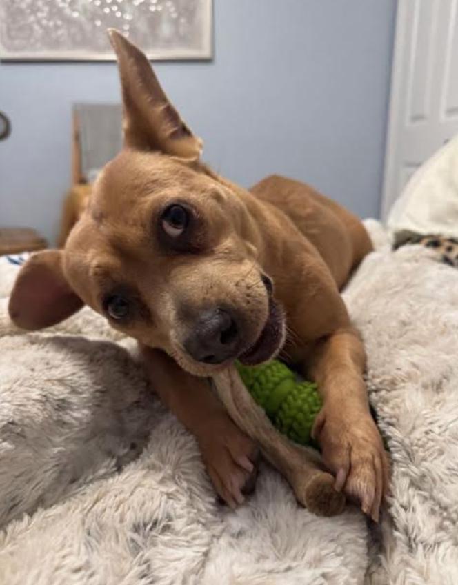 Enlarge Goldie, a Adoptable mixed breed in Osteen, FL image 3/3