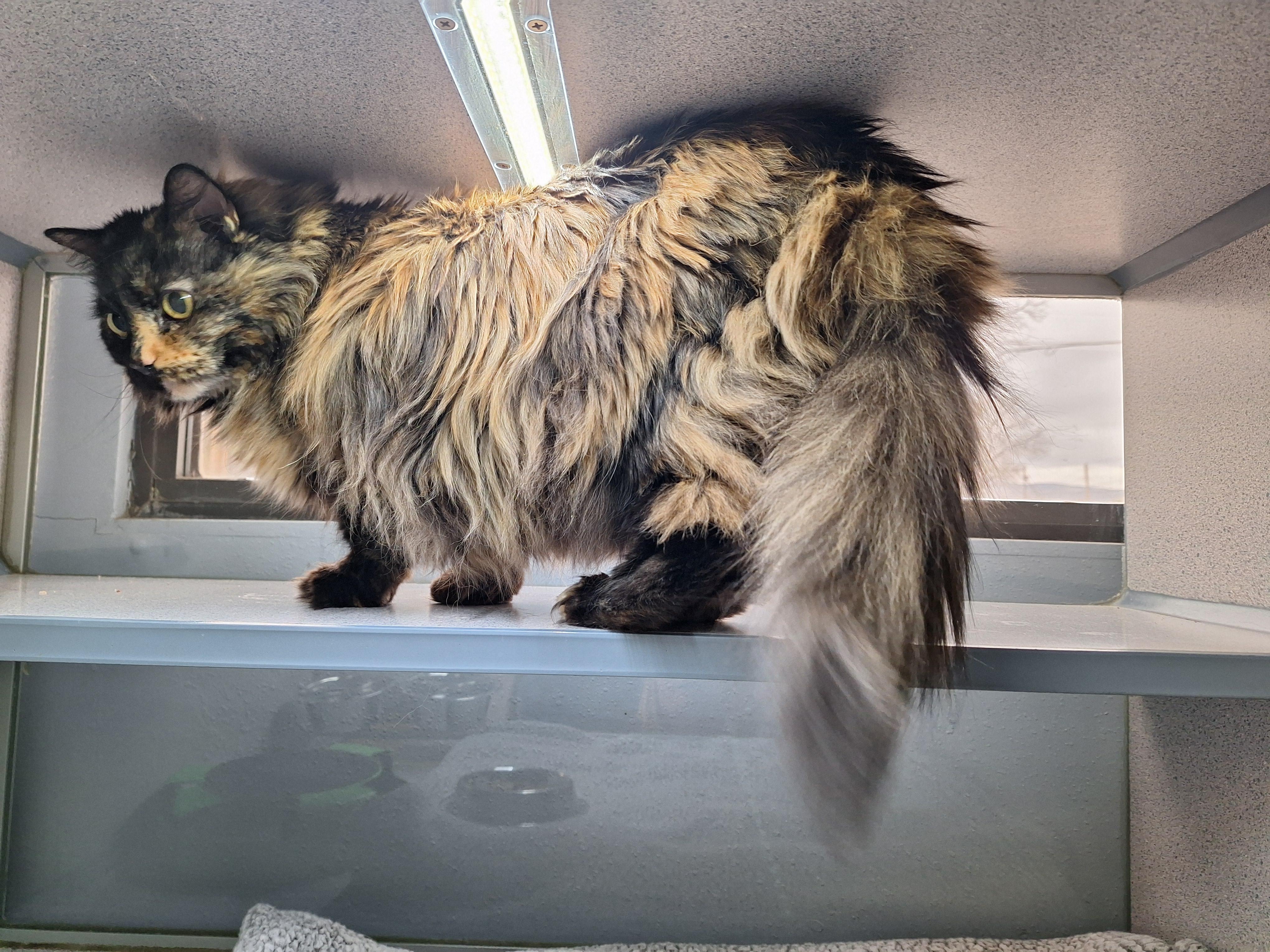 Enlarge Mykie, an adopted mixed breed in Canon City, CO image 1/1