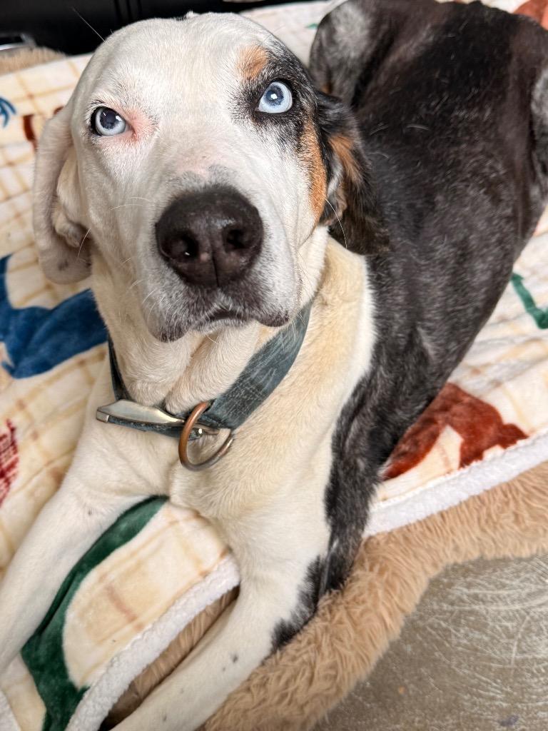 Enlarge Betty Sue, a Adoptable mixed breed in Camden, TN image 2/2