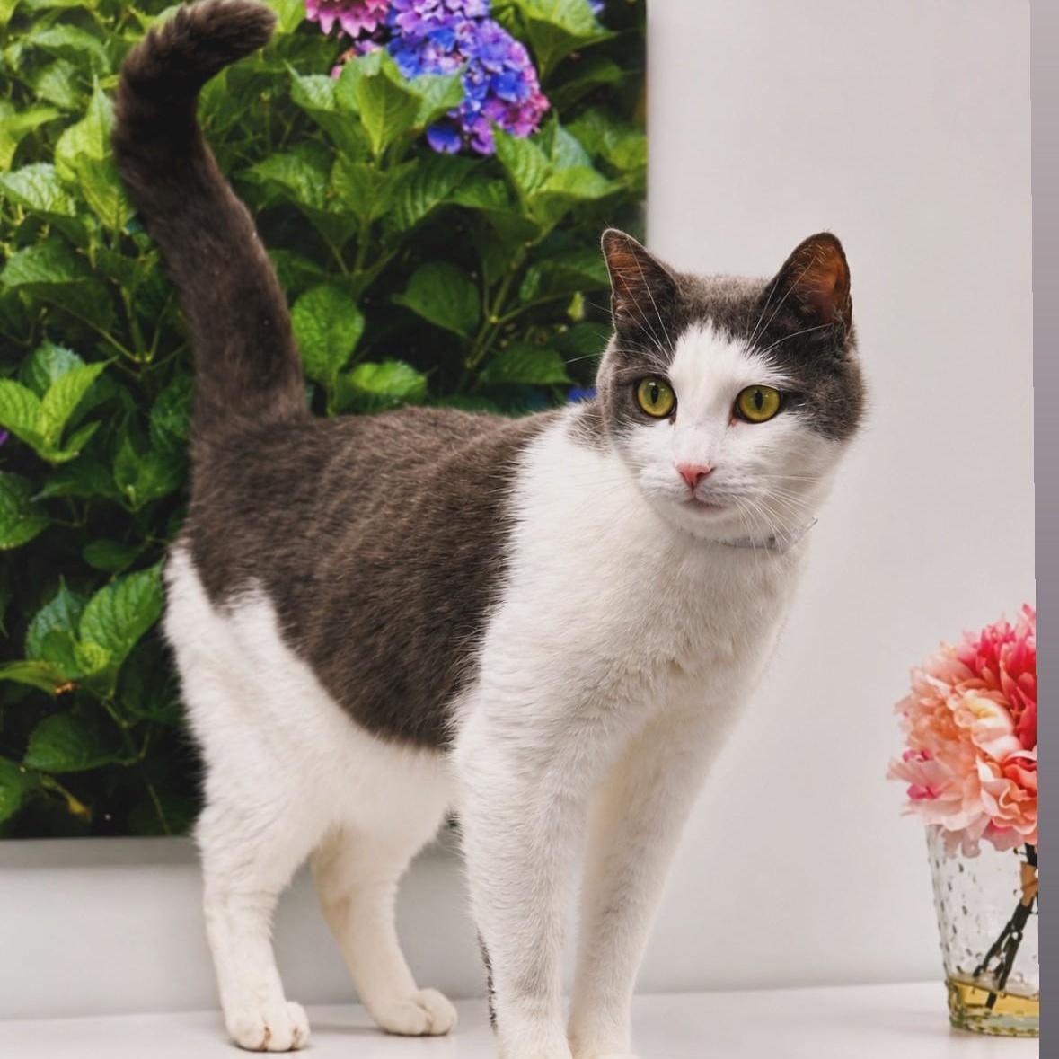 Nico, ADOPTABLE, Adult Male Domestic Short Hair.