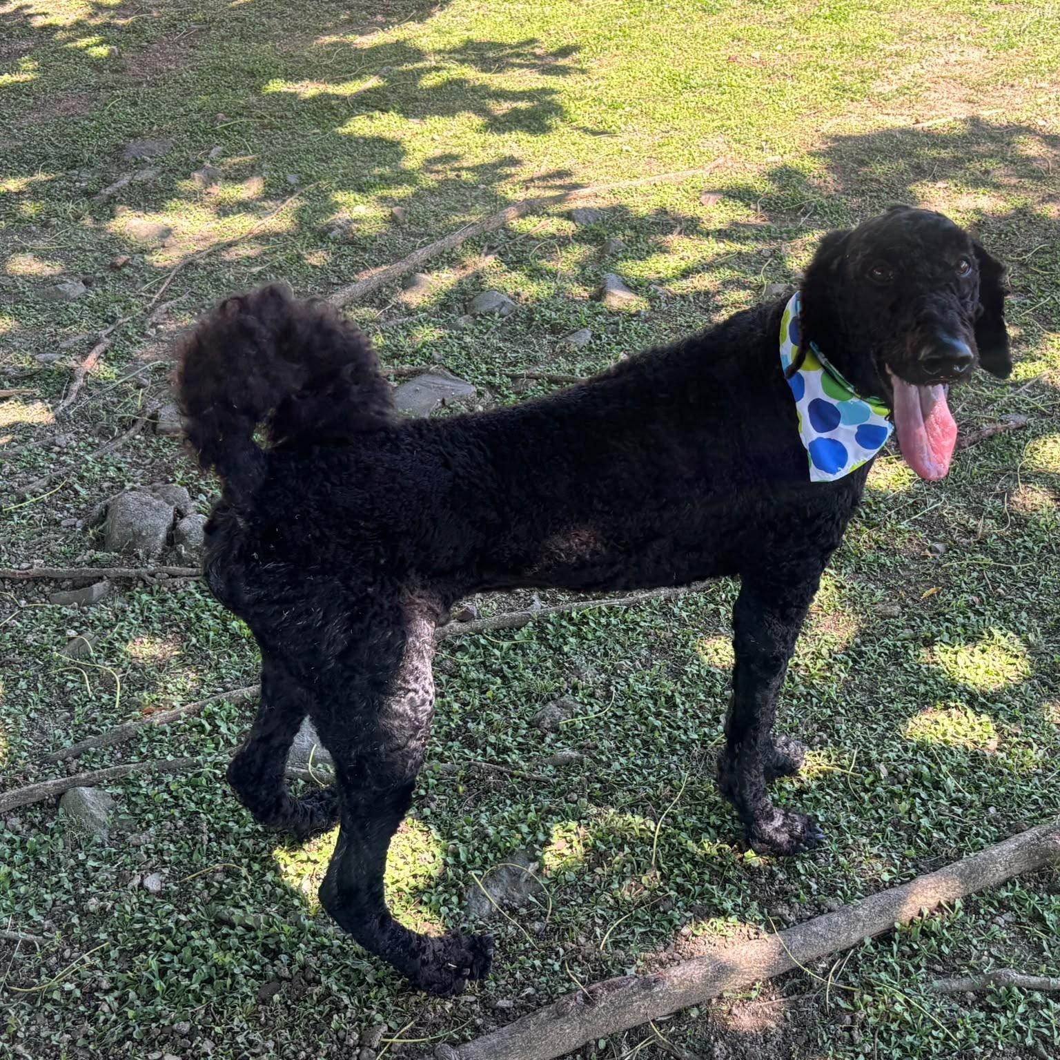Enlarge Anubis, a Adoptable Standard Poodle in Douglas, MA image 4/6