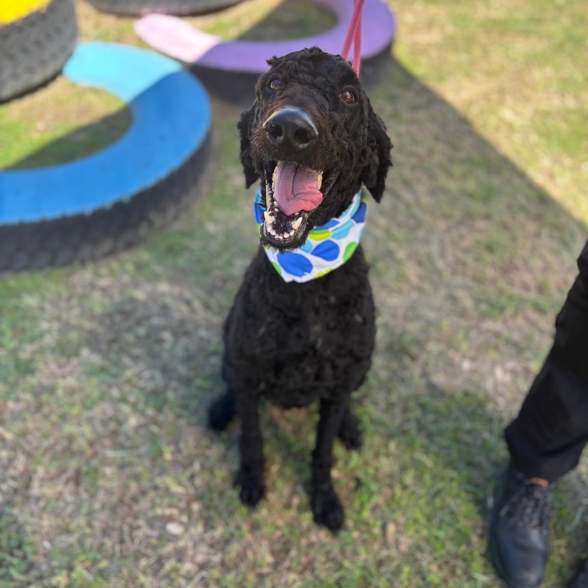 Enlarge Anubis, a Adoptable Standard Poodle in Douglas, MA image 2/6