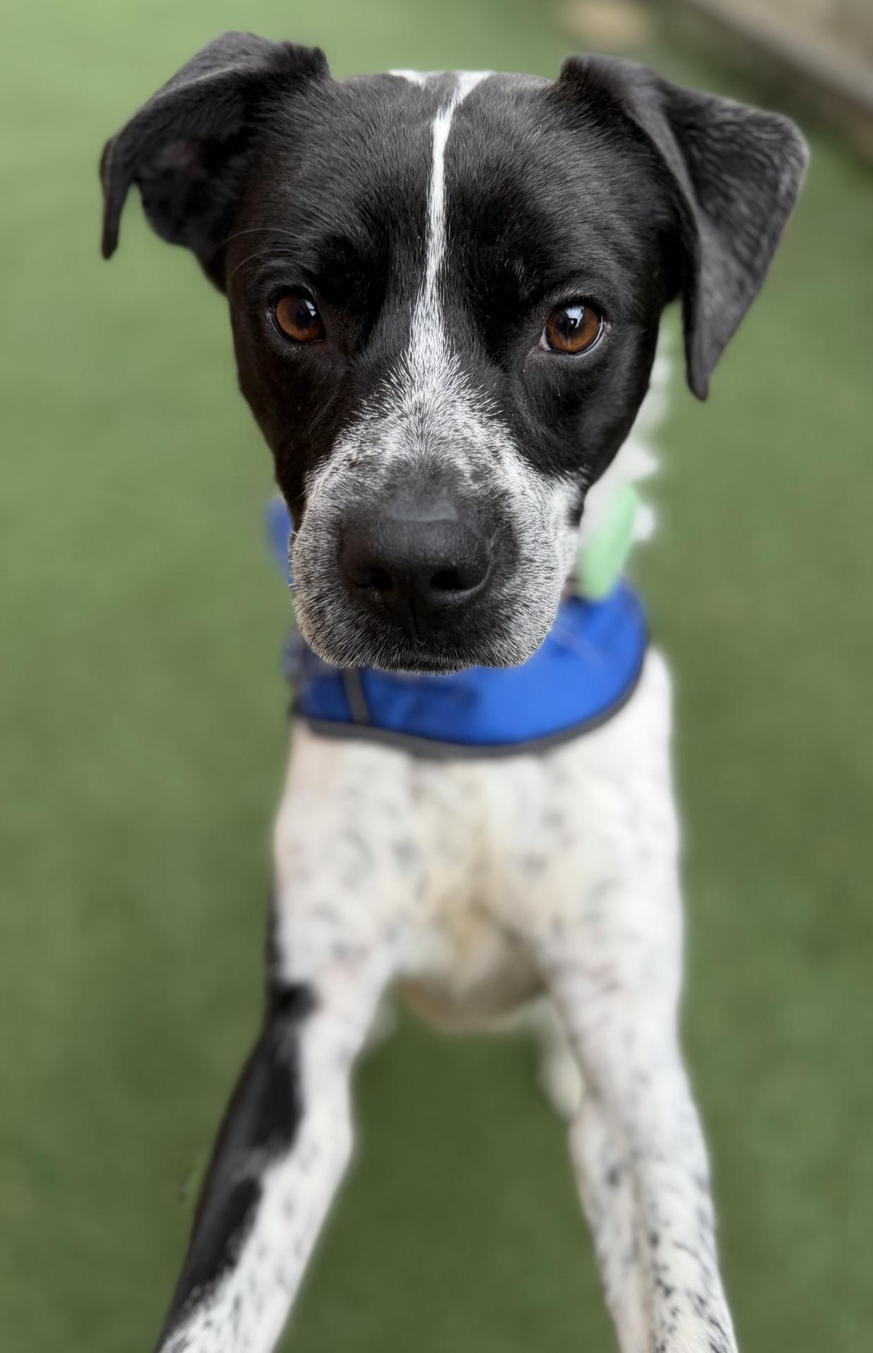 Tracker, an adoptable mixed breed in Itasca, IL image 4/4