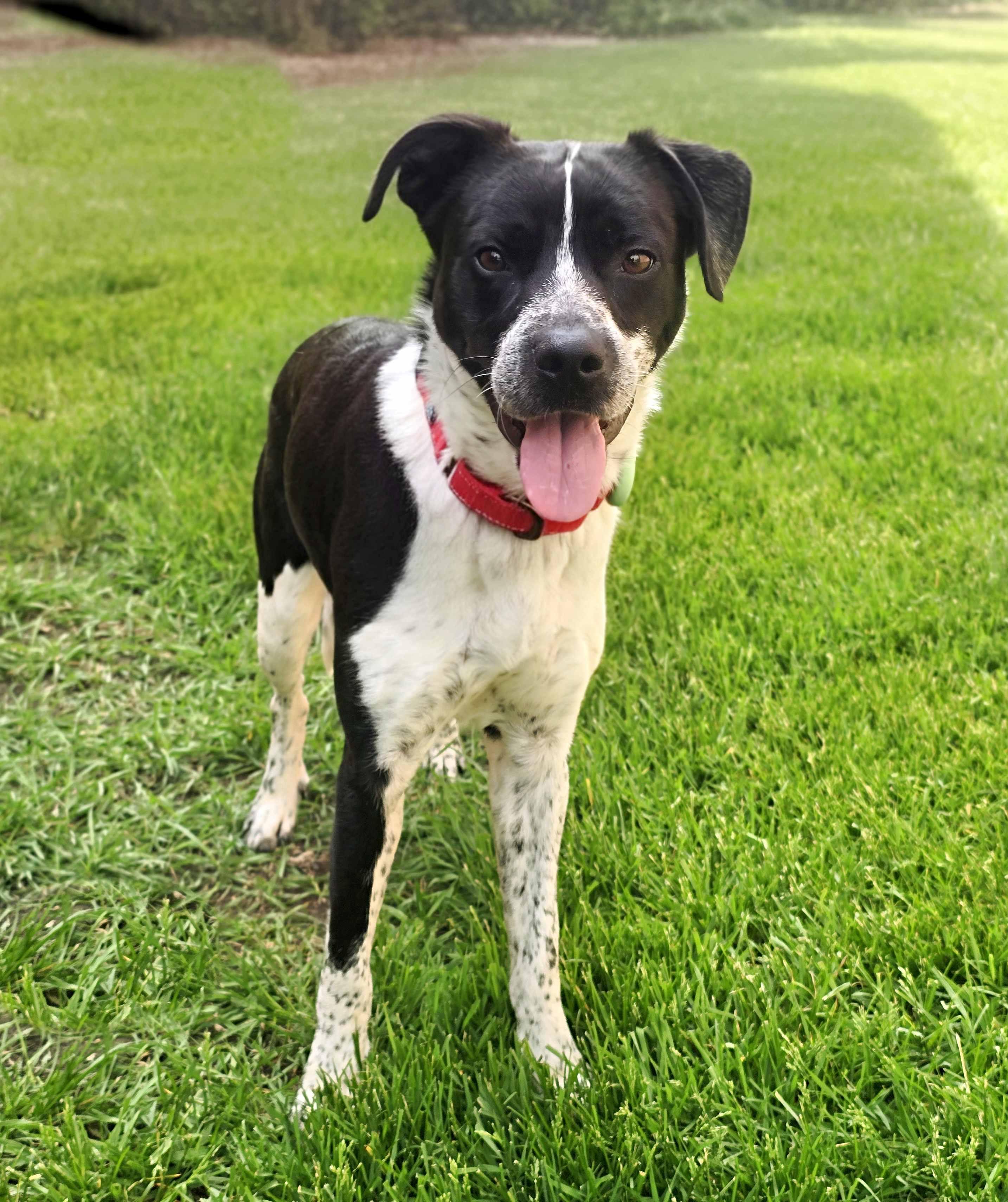 Tracker, an adoptable mixed breed in Itasca, IL image 2/4