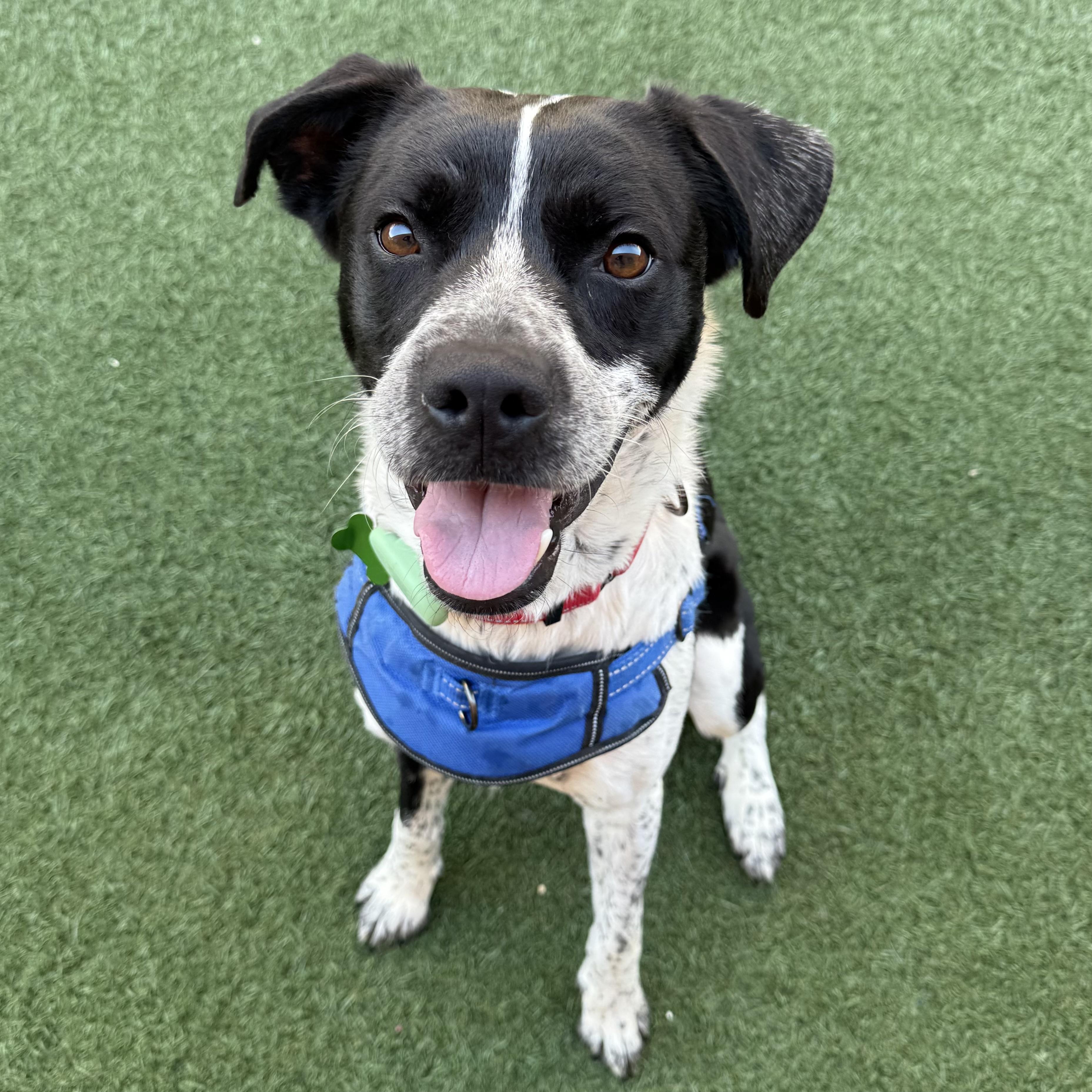 Tracker, an adoptable mixed breed in Itasca, IL image 1/4