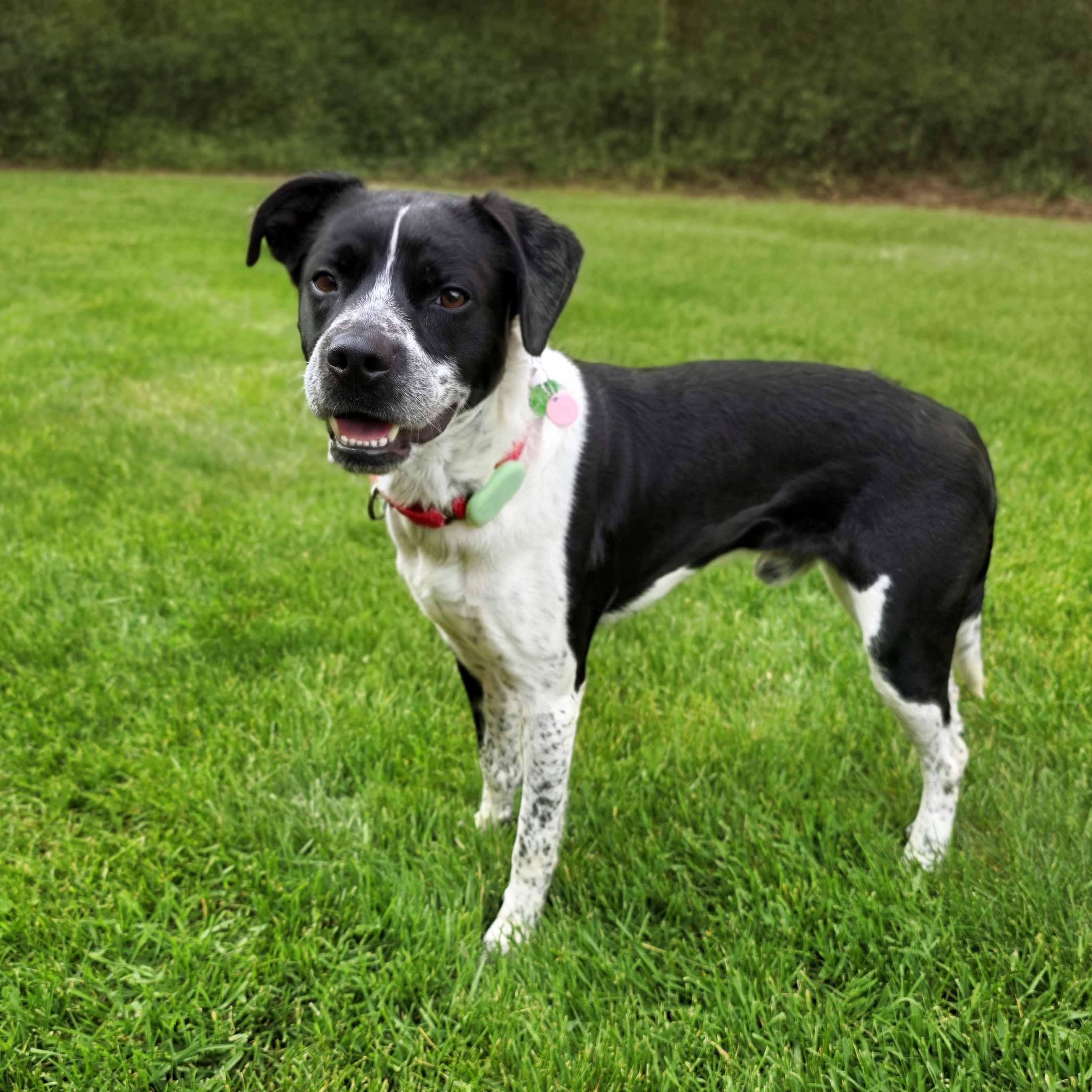 Tracker, an adoptable mixed breed in Itasca, IL image 3/4