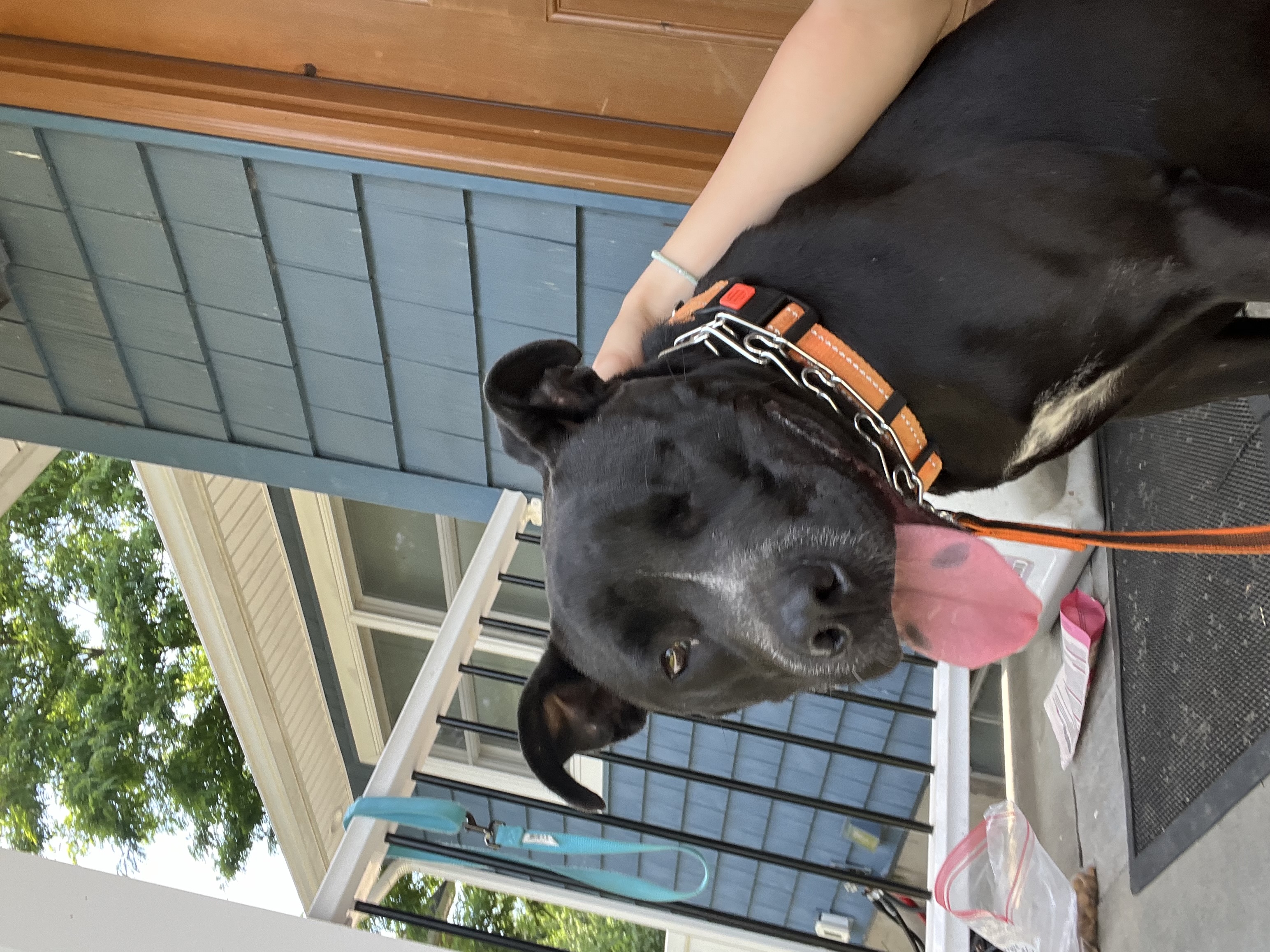 Enlarge Storm - Long Island, a Adoptable mixed breed in Hampton Bays, NY image 3/6