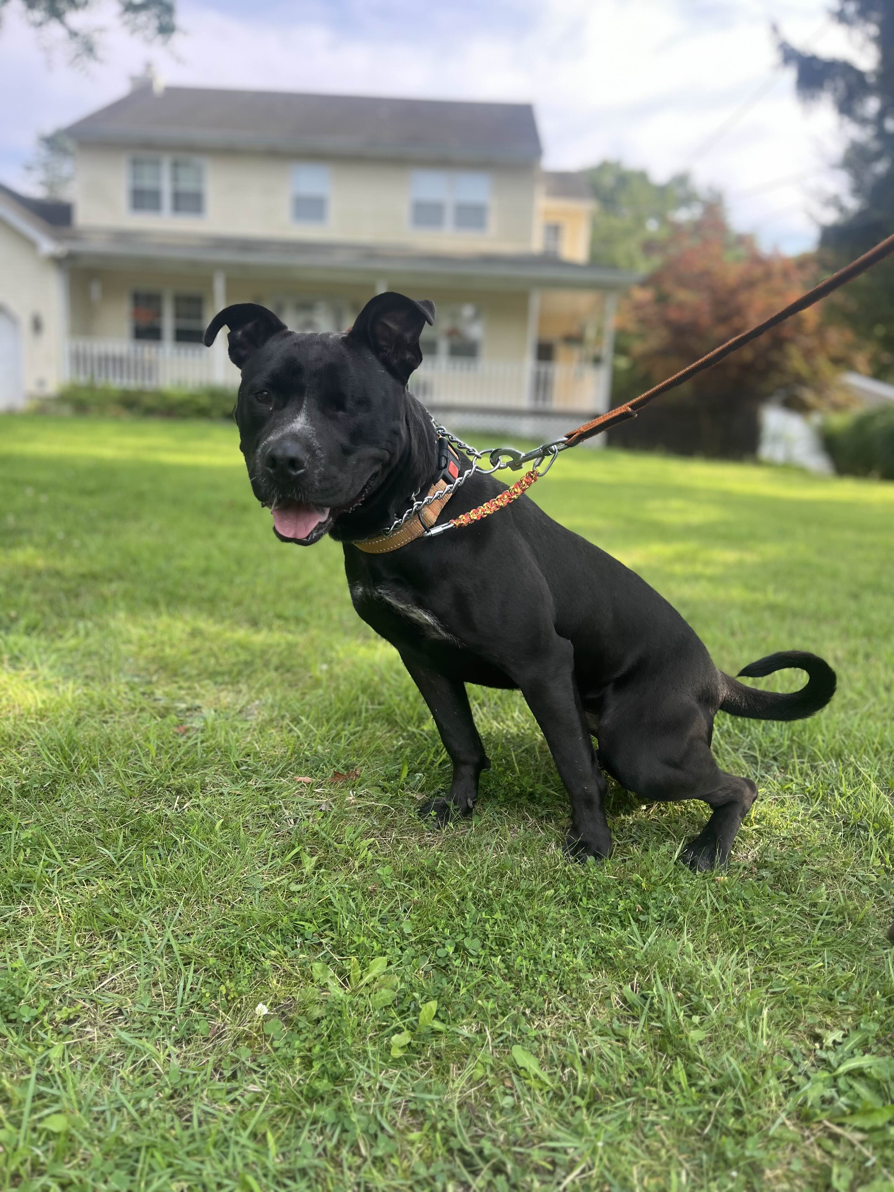 Enlarge Storm - Long Island, a Adoptable mixed breed in Hampton Bays, NY image 6/6