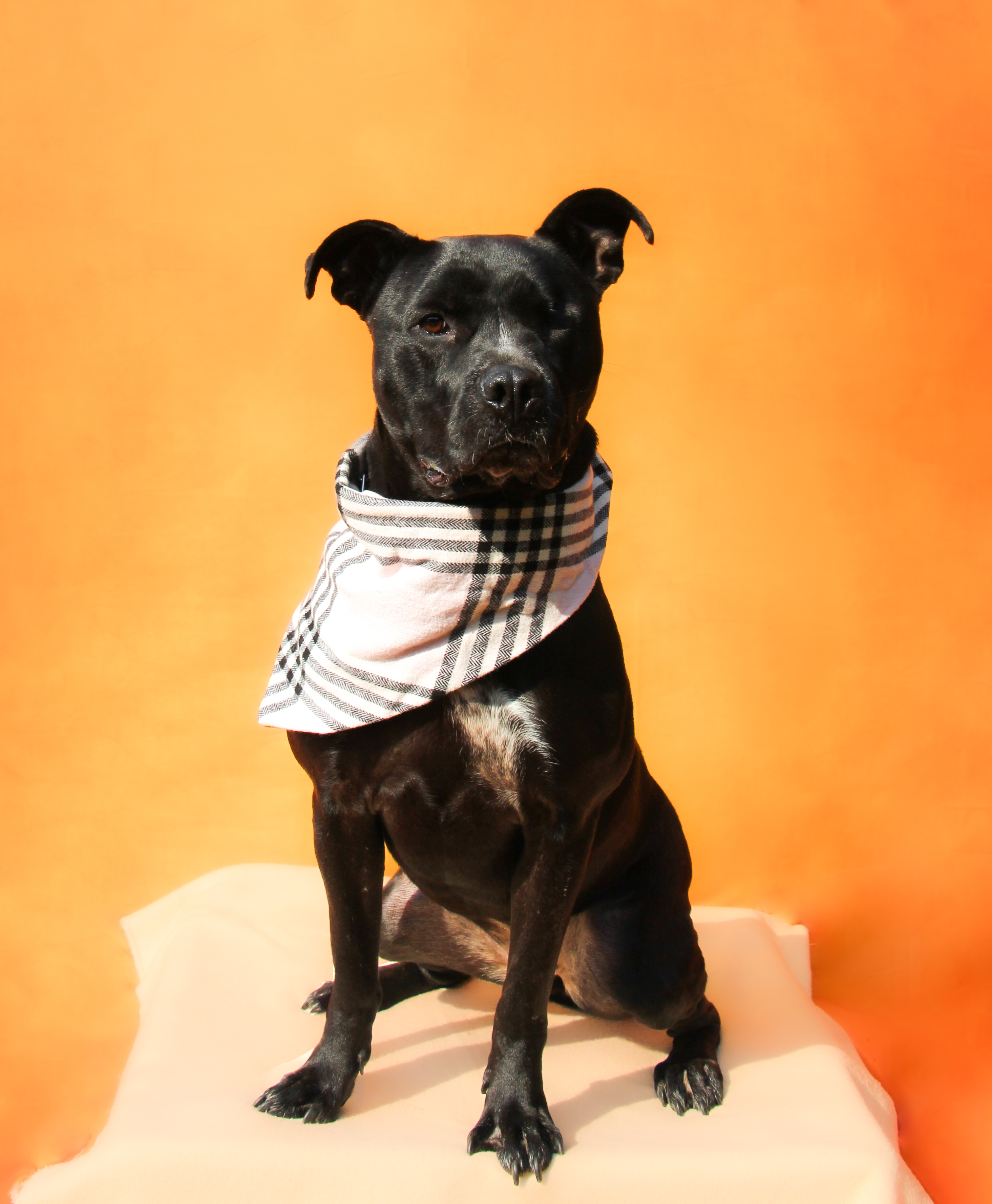 Storm - Long Island, Adoptable, Young Female Pit Bull Terrier.