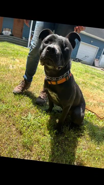 Enlarge Storm - Long Island, a Adoptable mixed breed in Hampton Bays, NY video 5/6