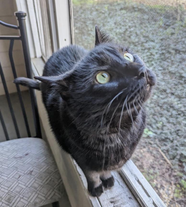 Fluffernutter Urgently needs Foster or Adopter, Adopted, Adult Male Domestic Short Hair.