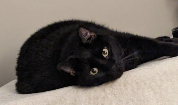 Enlarge Fluffernutter Urgently needs Foster or Adopter, a Adopted Domestic Short Hair in Decatur, GA image 2/3