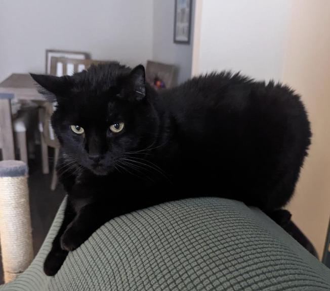Enlarge Fluffernutter Urgently needs Foster or Adopter, a Adopted Domestic Short Hair in Decatur, GA image 3/3