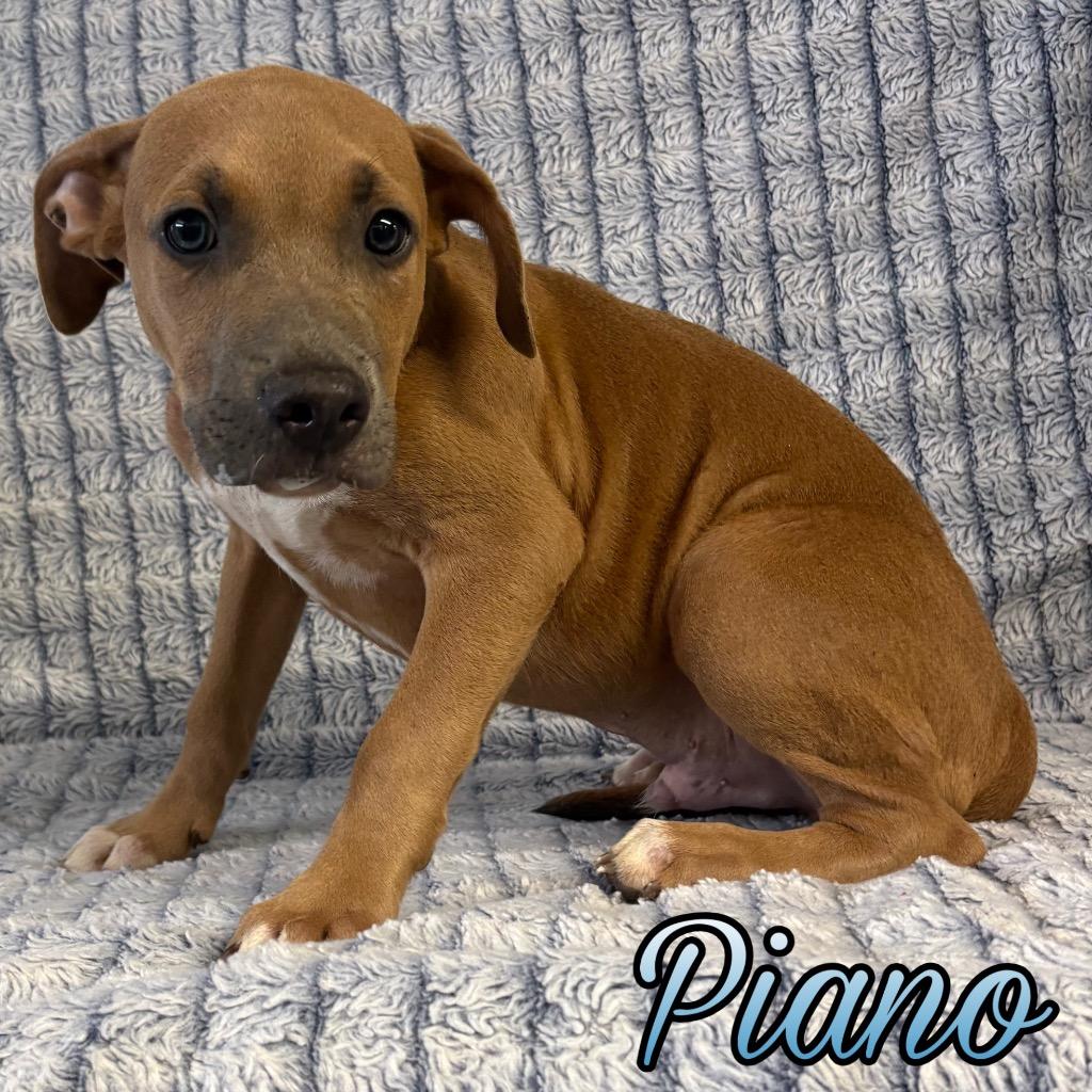 Enlarge Piano, a Adoptable mixed breed in Hillsboro, OH image 1/3