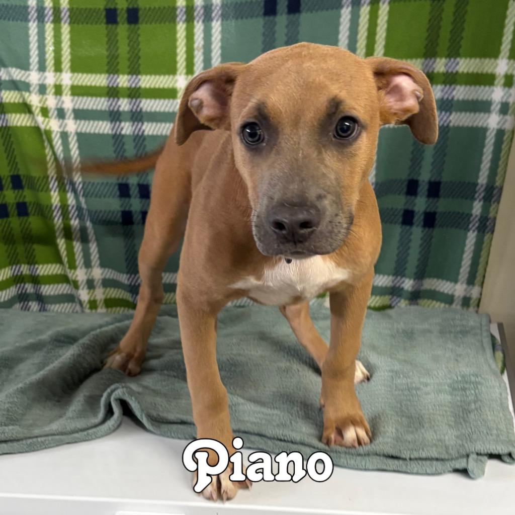 Enlarge Piano, a Adoptable mixed breed in Hillsboro, OH image 2/3