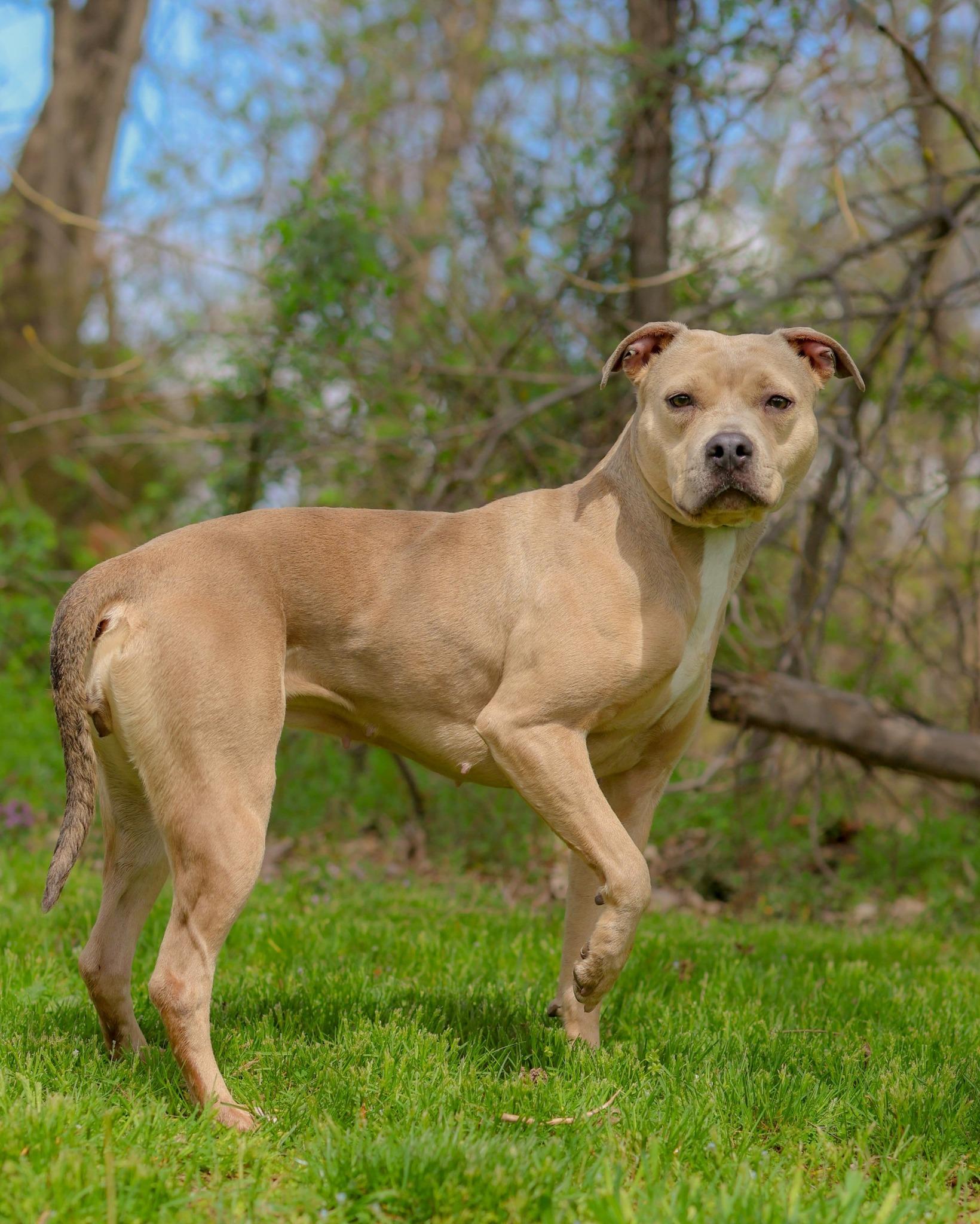 LOLA BUNNY (0536), ADOPTABLE, Puppy Female Pit Bull Terrier.