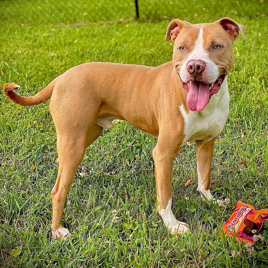 TRON, Adoptable, Adult Male American Staffordshire Terrier.