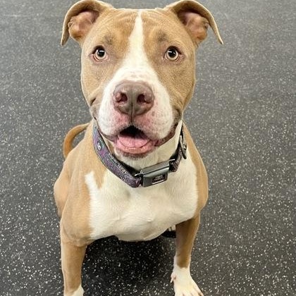 Enlarge TRON, a Adoptable American Staffordshire Terrier in Belmont, NY image 1/3