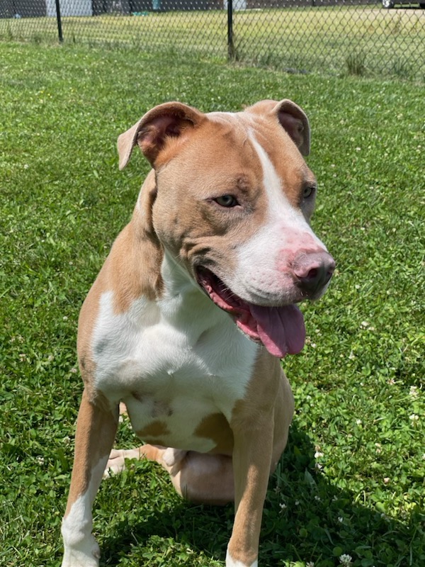 TRON, a Adoptable American Staffordshire Terrier in Belmont, NY image 2/2