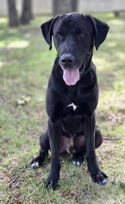 Enlarge Mr. Valentine, a Adoptable mixed breed in Fort Worth, TX image 1/3