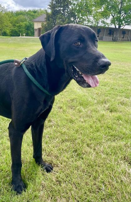 Enlarge Mr. Valentine, a Adoptable mixed breed in Fort Worth, TX image 2/3