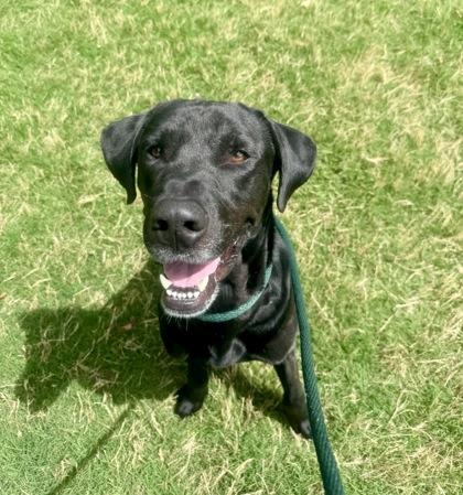 Enlarge Mr. Valentine, a Adoptable mixed breed in Fort Worth, TX image 3/3