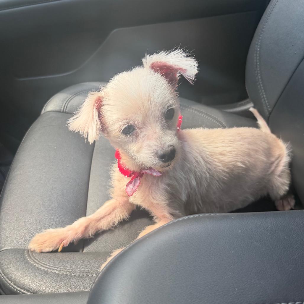 Penny, Adoptable, Adult Female Miniature Poodle.