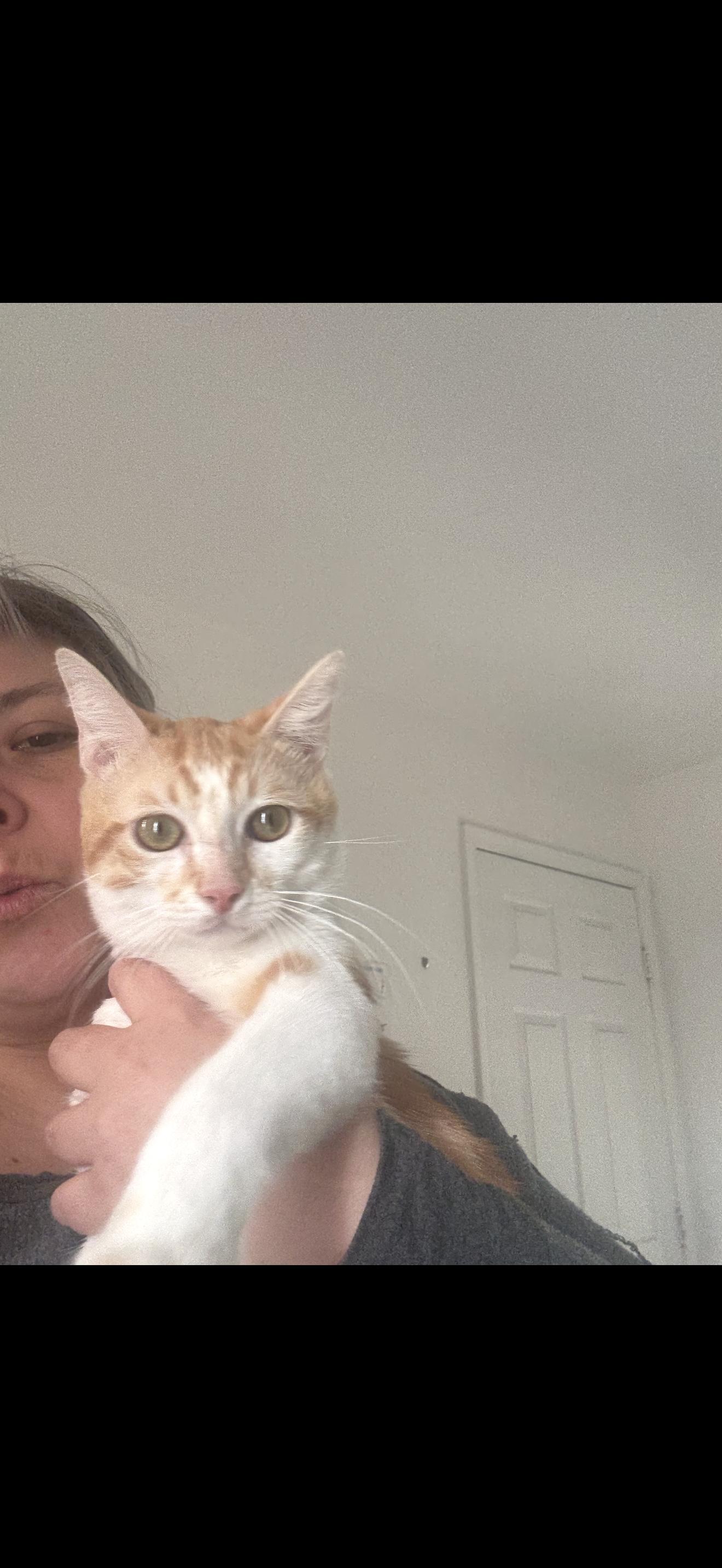 Poo Bear, ADOPTABLE, Young Male Domestic Short Hair.