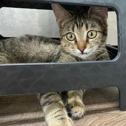 Tabitha (Tabbi) — thumbnail 2