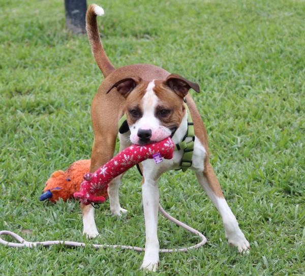 Enlarge Biscotti, a Adoptable mixed breed in Melbourne, FL image 1/1