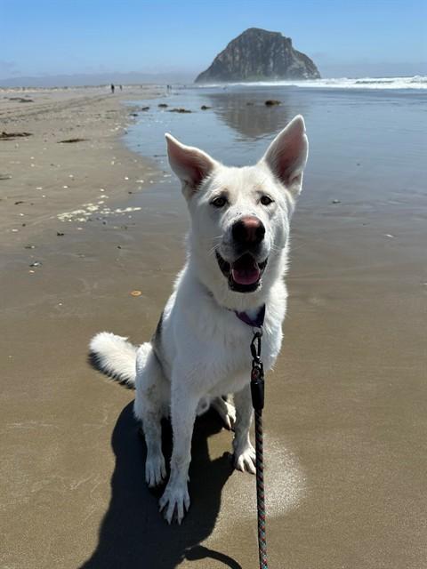 KISSEO, Adoptable, Young Male Siberian Husky & German Shepherd Dog.