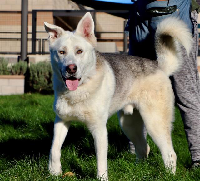Enlarge KISSEO, a Adoptable mixed breed in San Luis Obispo, CA image 2/2