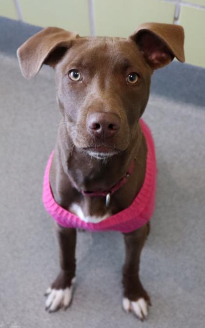 Butter-Biscuit, a Adoptable mixed breed in Longview, TX image 1/2