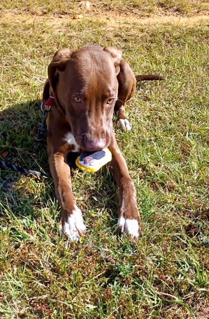 Butter-Biscuit, a Adoptable mixed breed in Longview, TX image 2/2