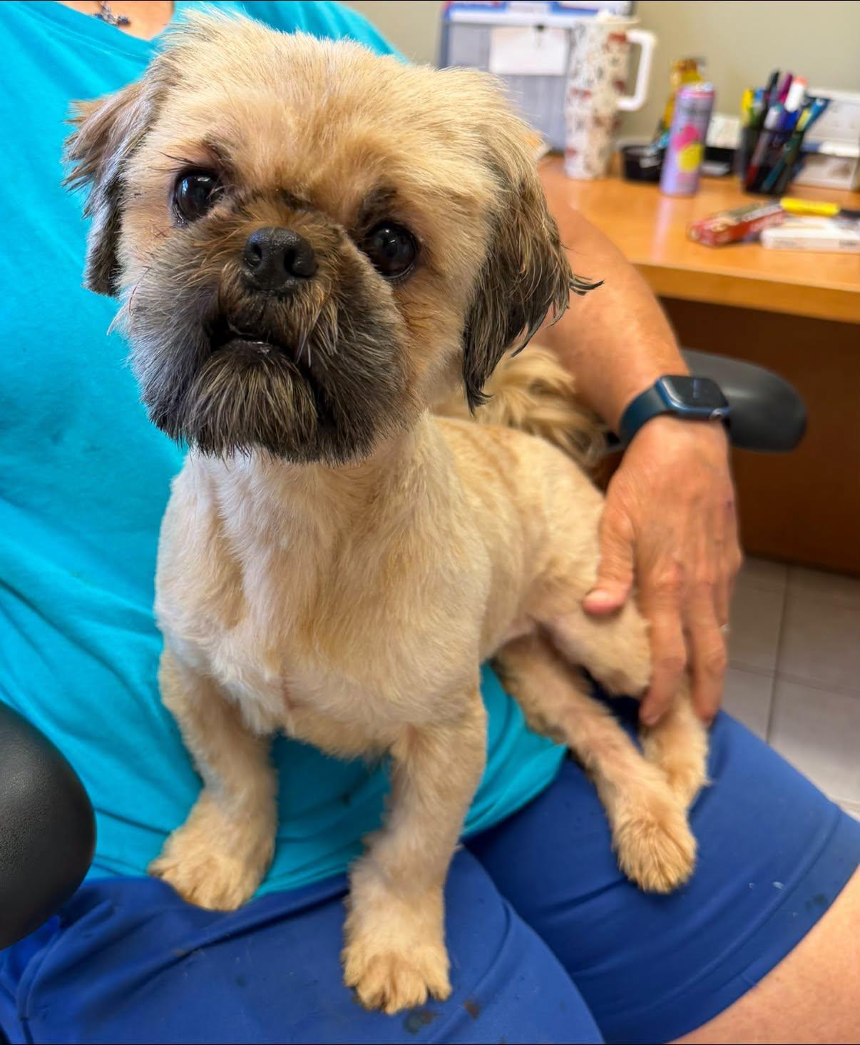 Johnny, adopted, Young Male Shih Tzu.