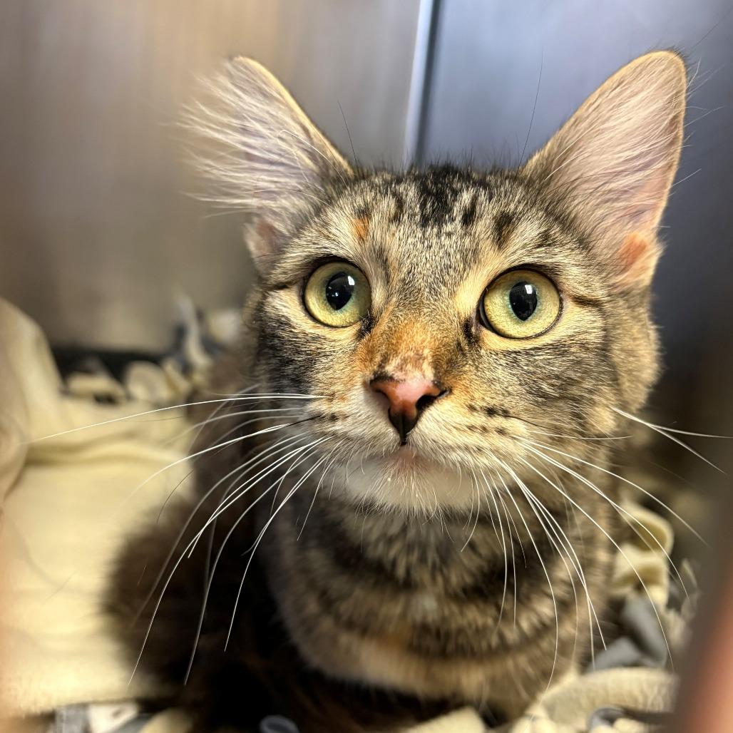 Princess, Adoptable, Young Female Domestic Long Hair.