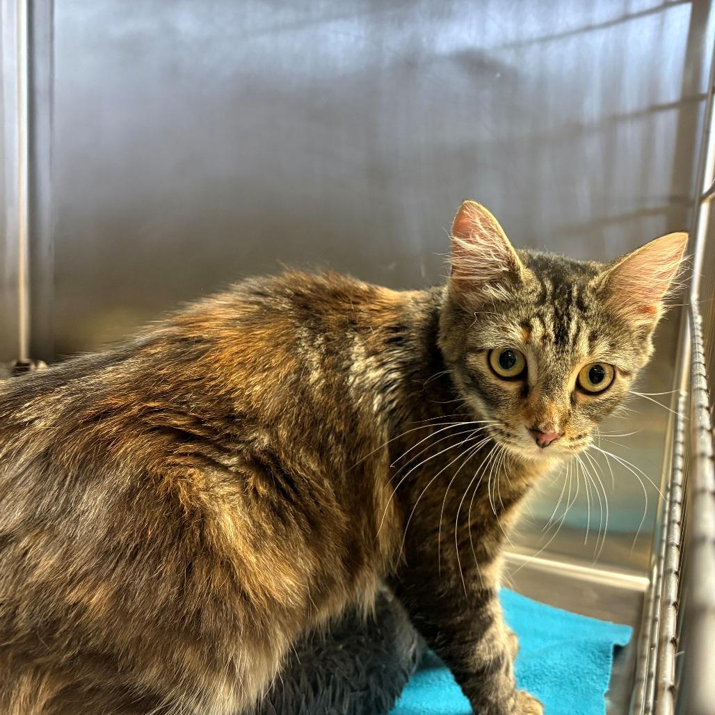 Enlarge Princess, a Adoptable Domestic Long Hair in Chehalis, WA image 2/2