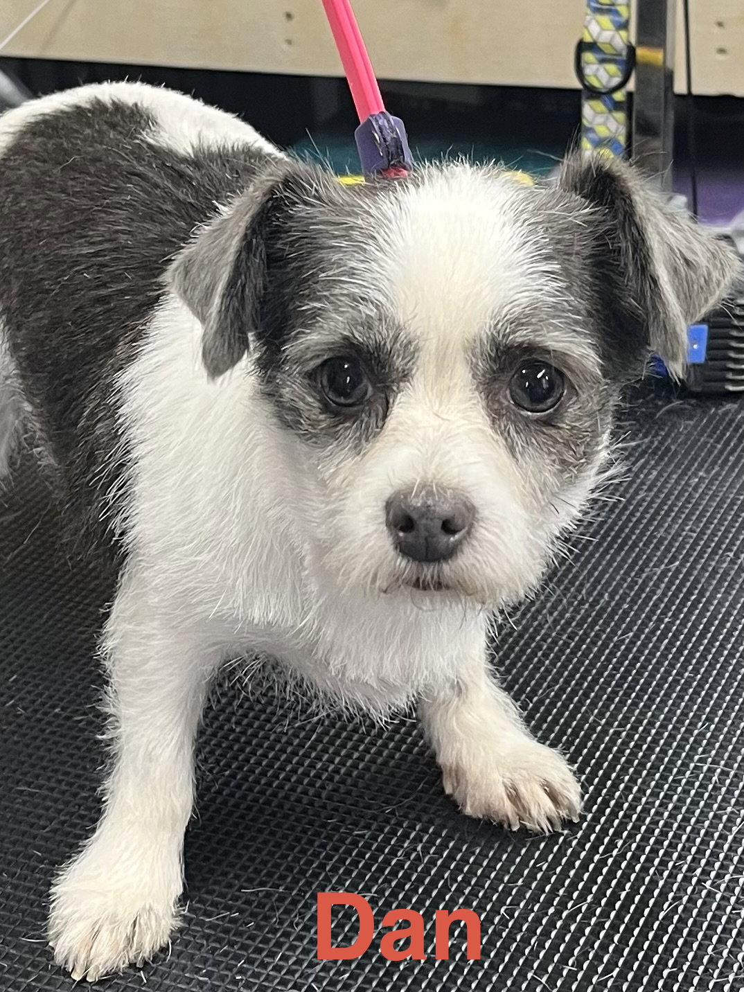 Enlarge Dan, a Adopted Chinese Crested Dog in Pipe Creek, TX image 1/3